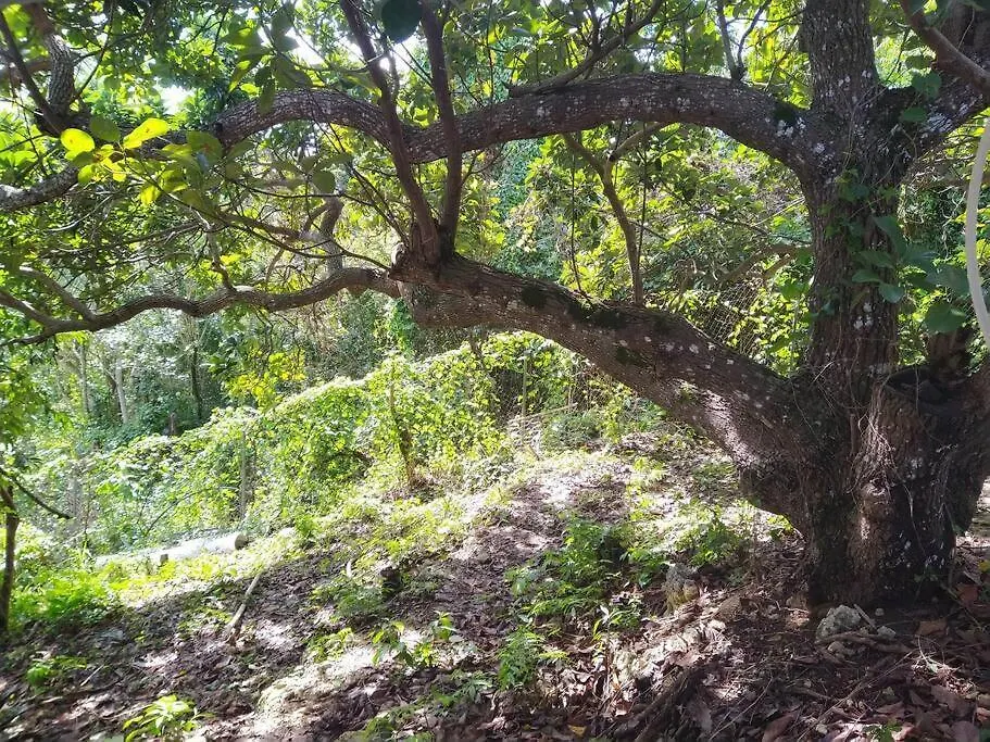 Holiday home Le Bien-Etre Tropical, Entre Nature Et Plages Sainte-Anne